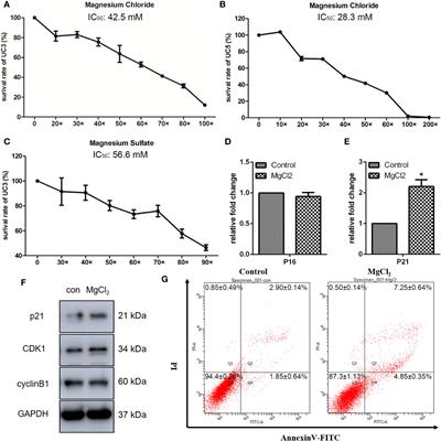 Magnesium in Combinatorial With Valproic Acid Suppressed the Proliferation and Migration of Human Bladder Cancer Cells 